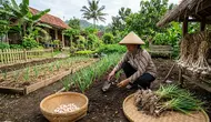 Cara Menanam Bawang Putih hingga Panen untuk Pemula, Lengkap dari Bibit sampai Simpan