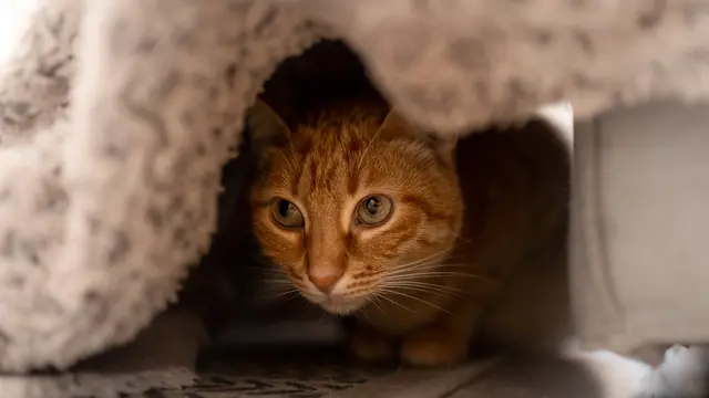Kucing