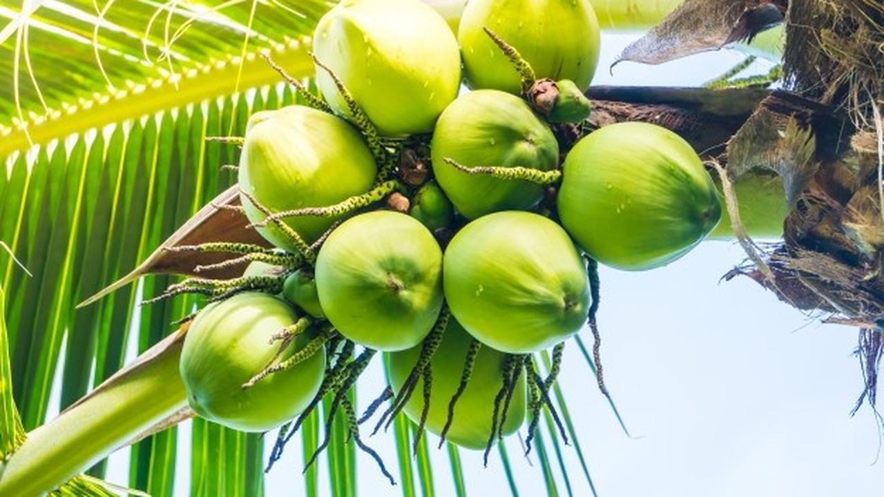Pohon kelapa
