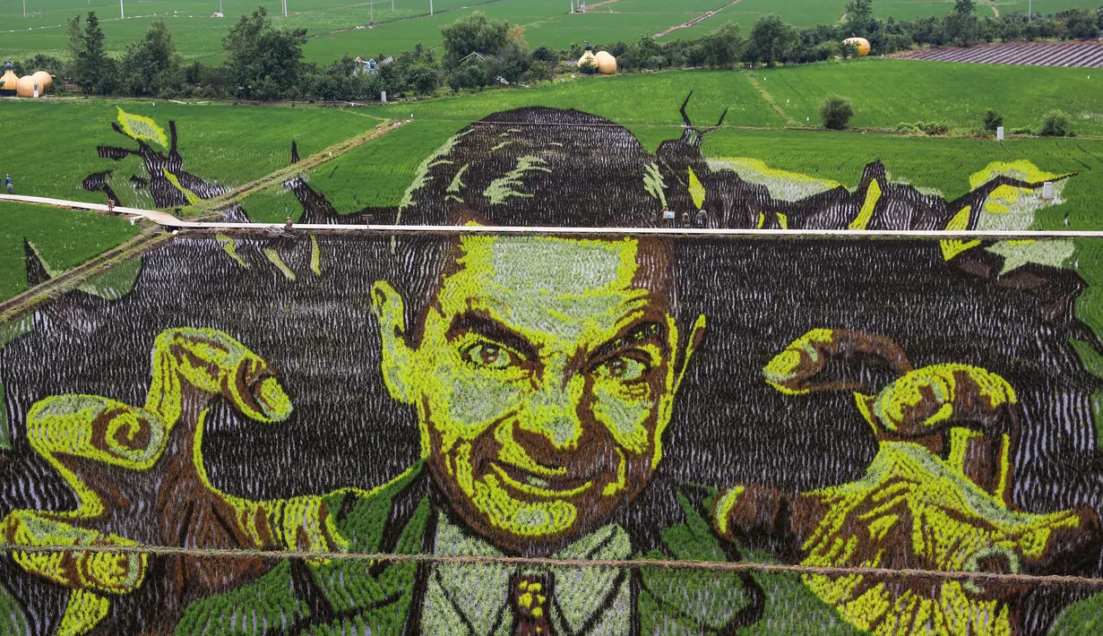 Foto udara gambar aktor Rowan Atkinson pemeran Mr. Bean yang dibuat dengan menggunakan varietas padi yang berbeda terlihat di sebuah sawah di Shenyang, provinsi Liaoning, China, 24 Juni 2020. Saat ini pembuatan karya lukis di sawah sudah menjadi tradisi para petani di daerah tersebut. (STR/AFP)