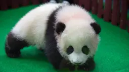 Seekor bayi panda diperkenalkan kepada publik di Kebun Binatang Malaysia, Kuala Lumpur, Sabtu (26/5). Panda betina yang belum diberi nama itu adalah keturunan kedua pasangan panda raksasa Liang Liang dan Xing Xing. (AP Photo/Vincent Thian)