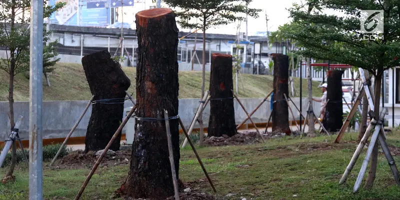 Pohon Mahoni dari Sudirman Ditanam di RTH Kalijodo