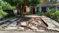 7 Pohon Buah untuk Rumah Type 36 yang Tidak Bikin Lantai Halaman Retak