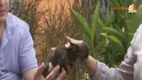[VIDEO] Rekor Dunia Baru, Anjing Terkecil Hingga Motor Terbesar