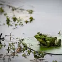 Spesies Katak Baru Ditemukan di Hutan Amazon
