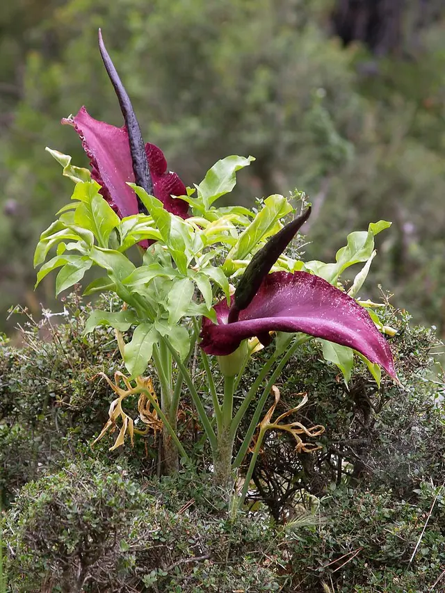 Dracunculus vulga­ris