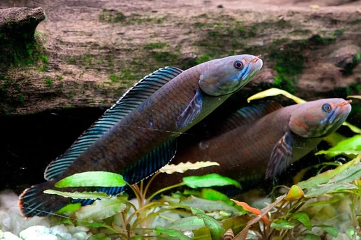 Penemuan Spesies Baru di Himalaya, Salah Satunya Ikan 'Berjalan'