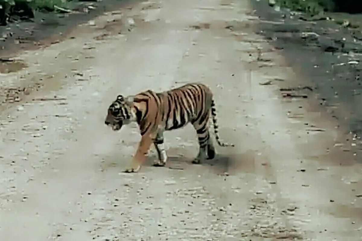 Harimau Sumatra bernama Bonita yang pernah meneror karyawaan perusahaan di Riau.