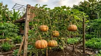 5 Tanaman Labu yang Cepat Berbuah untuk Kebun Sayur Rumahan Anti Ribet di Iklim Tropis