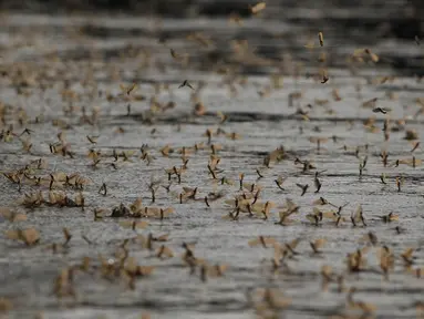 Lalat capung ekor panjang (Palingenia longicauda) saat kawin massal di atas permukaan Sungai Tisza dekat Tiszainoka, Hungaria, Kamis (18/6).Fenomena ini hanya terjadi setiap tahun sekali di Sungai Tisza di Hungaria. (REUTERS/Bernadett Szabo)