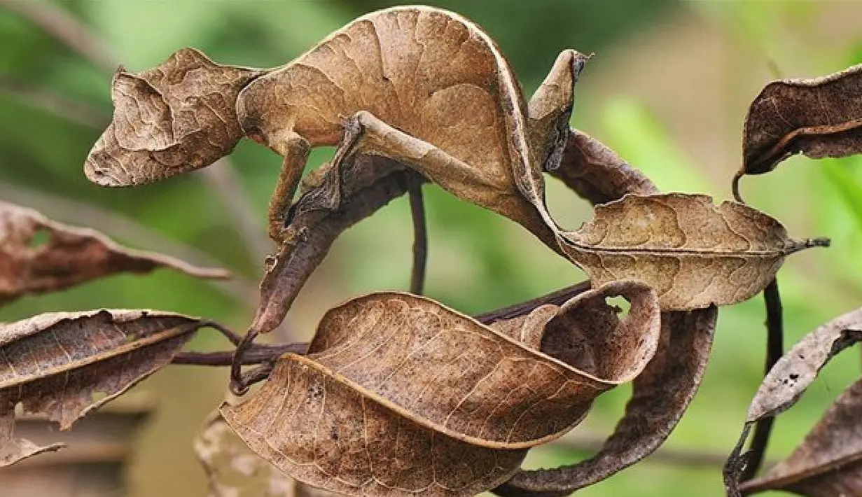 Sepintas yang terlihat hanyalah daun berwarna cokelat. Tapi sebenarnya di foto tersebut bertengger Tokek Ekor Daun (Satanic Leaf-tailed Gecko). Hewan ini berasala dari Madagaskar. (masterok.livejournal.com)