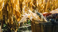 Cara Membuat Bunga Anggrek dari Kulit Jagung yang Mudah Diterapkan