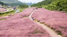 Foto dari udara yang diabadikan pada 2 September 2020 ini menunjukkan para wisatawan yang menikmati pemandangan padang rumput berwarna pink (Muhlenbergia capillaris) di objek wisata Shenquangu di Wilayah Changshun, Provinsi Guizhou, China barat daya. (Xinhua/Tao Liang)