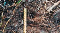 Jejak harimau sumatra yang ditemukan petugas BBKSDA Riau di perkotaan di Kabupaten Siak. (Liputan6.com/Dok BBKSDA Riau)