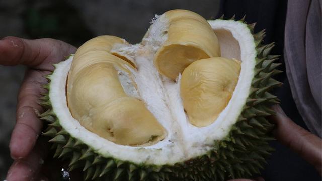 400 Hantu Durian Nyata Terbaru