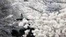 Seorang pria memotret bunga sakura yang bermekaran di Tokyo, Jepang, Senin (30/3/2015). Warga Jepang menikmati masa-masa mekarnya bunga sakura di seluruh negeri mereka. (REUTERS/Toru Hanai TPX IMAGES OF THE DAY)