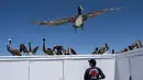Sebelumnya mereka menerima lebih dari 100 ekor burung pelikan lain yang mengalami anemia, dehidrasi dan berat badannya hanya separuh dari berat badan seharusnya. (AP Photo/Jae C. Hong)