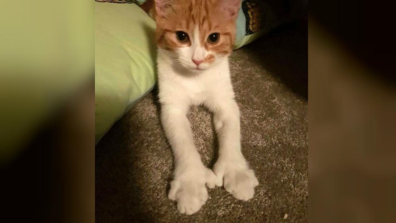 Paddles, kucing peliharaan Perdana Menteri Selandia Baru mati tertabrak mobil (Twitter/@FirstCatofNZ)