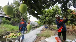 PT Kilang Pertamina Internasional (KPI) Unit Balongan melalui program Taman Kehati dan Manggoes Center memberikan pemberdayaan bagi kelompok tani. (Liputan6.com/Angga Yuniar)
