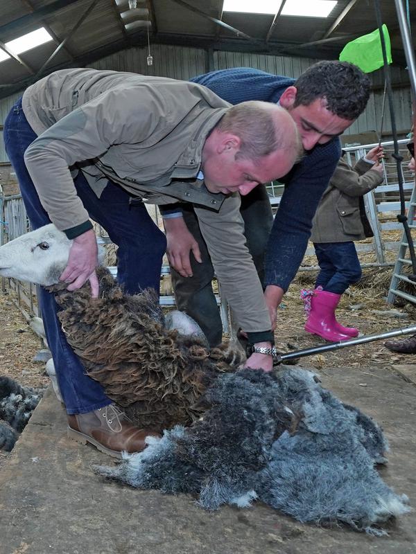 Duke of Cambridge Pangeran William mencukur bulu domba saat berkunjung ke Deepdale Hall Farm, sebuah peternakan domba tradisional di Patterdale, Cumbria, Inggris, Selasa (11/6/2019). (Owen Humphreys/POOL/AFP)