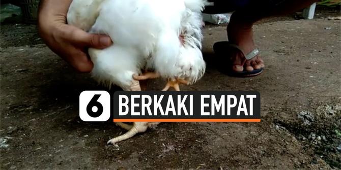 VIDEO: Geger, Ayam Berkaki Empat Muncul di Sumatra Barat