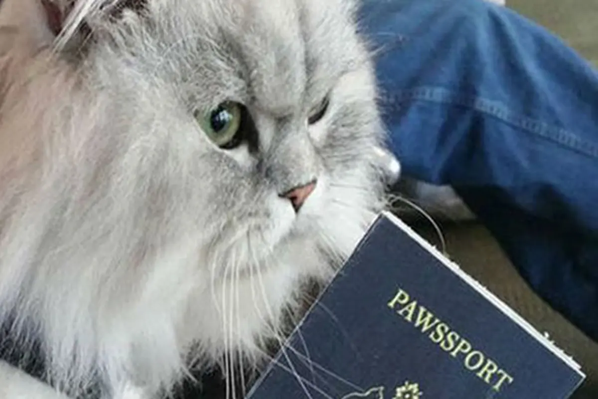 Gandalf, Kucing yang Suka Traveling Ini Punya Paspor Sendiri  