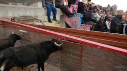 Penonton menyaksikan adu banteng saat banteng menunggu untuk memasuki ring dalam Festival Our Lady of the Rosary di Desa Andes Huarina, Bolivia, Senin (3/10/2022). Sekelompok matador amatir melakukan parodi dari adu banteng Spanyol, tetapi tanpa mengorbankan sapi jantan. (AP Photo/Juan Karita)