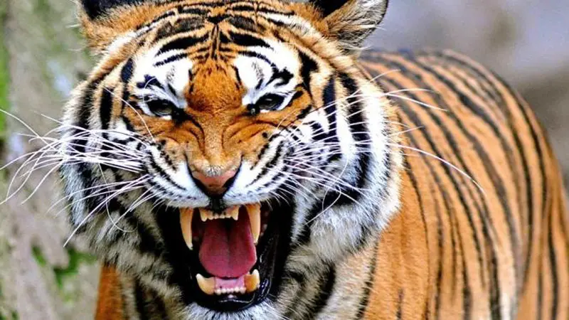Potret Menembus Batas: Selamatkan Harimau Sumatera