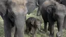 Seekor anak gajah terlihat di Taman Nasional Minneriya di Sri Lanka tengah utara (17/5). Taman ini merupakan tempat wisata yang populer untuk melihat gajah liar Asia berkumpul di lahan terbuka. (AFP Photo/Alex Ogle)