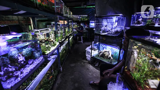 Penjual Ikan Hias