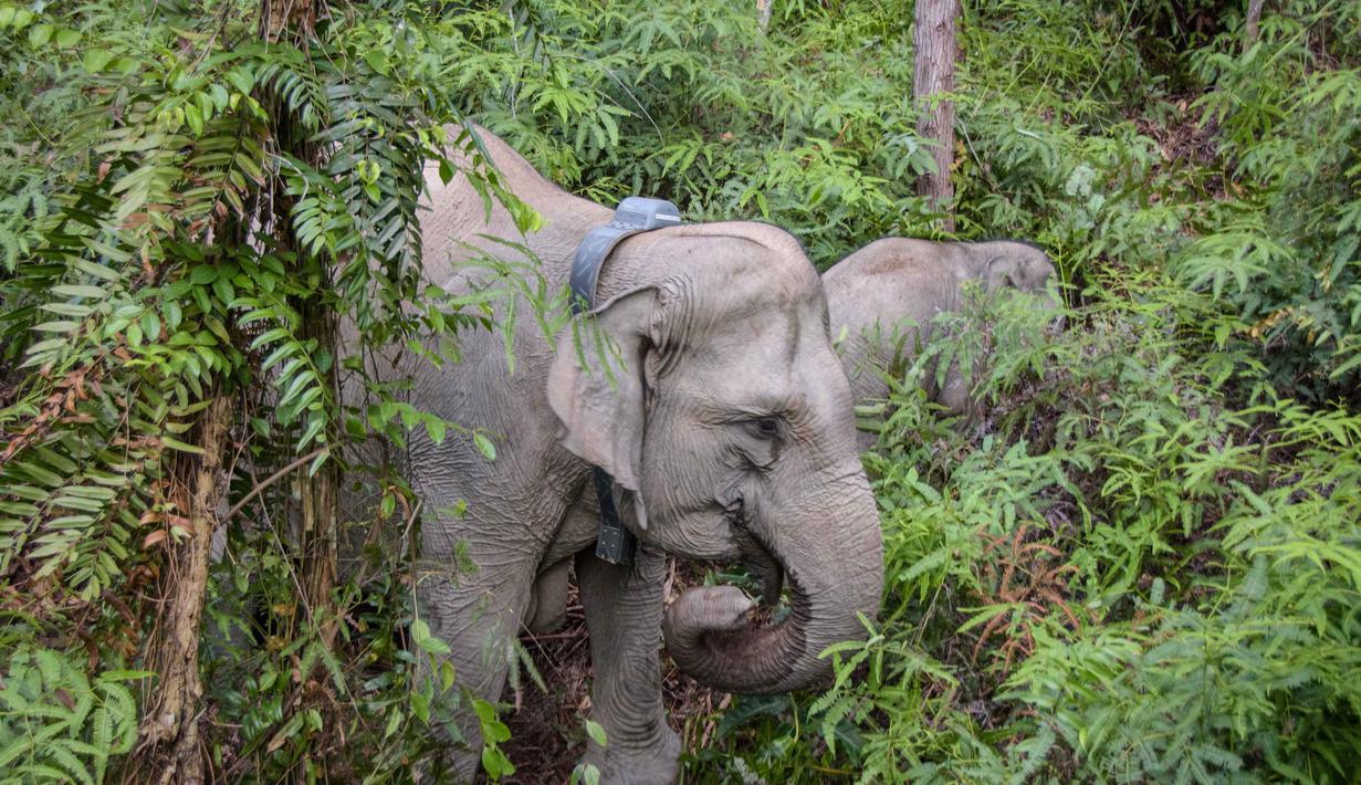Dalam foto yang diambil pada 6 November 2025, seekor gajah betina liar Sumatra yang dilengkapi dengan kalung GPS oleh Pusat Konservasi Sumber Daya Alam Riau (BBKSDA Riau) meninggalkan area bersama anaknya setelah dibius untuk pemasangan kalung GPS di kawasan konservasi Tesso Tenggara, Kabupaten Pelalawan, Riau. Balai Besar Konservasi dan Sumber Daya Alam (BB KSDA) Provinsi Riau melakukan pemasangan kalung pelacak atau Global Positioning System (GPS) Collar pada salah satu individu gajah liar. (Wahyudi/AFP)