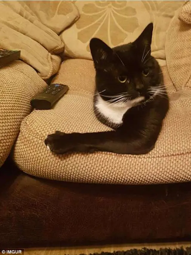 6 Ilusi Optik Kucing Hitam Ini Bikin Bingung, Perlu Kucek Mata