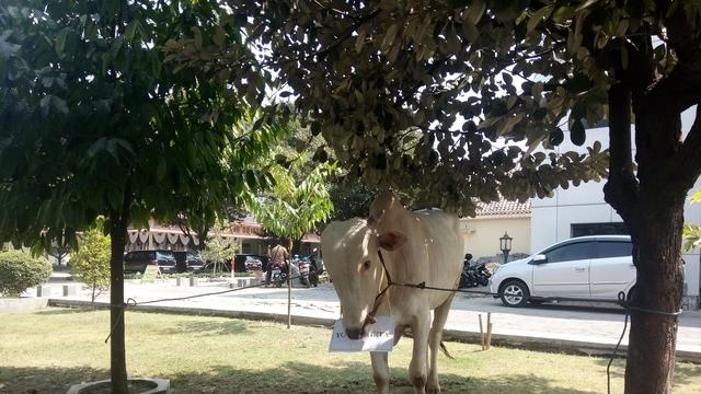 Kisah di Balik Sapi-Sapi Kurban Jumbo Jokowi untuk Solo dan Yogya