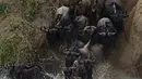 Kawanan Wildebeest menyeberangi sungai di Masai Mara saat berimigrasi, Kenya (4/9/2015). Wildebeest bermigrasi hingga jarak ratusan kilometer demi menemukan padang rumput selama musim kering di Kenya. (AFP PHOTO/Carl de Souza)