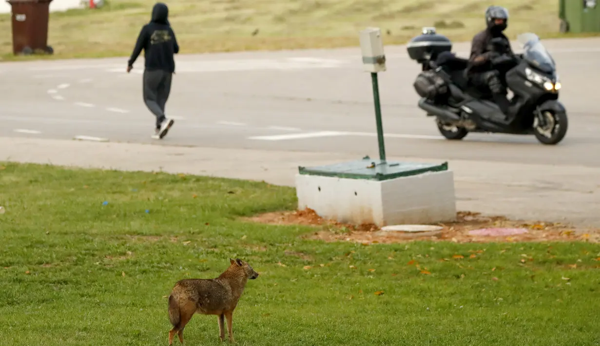 Serigala mengawasi orang-orang berjalan di Yarkon Park di kota pesisir Israel, Tel Aviv, 13 April 2020. Lusinan serigala mengambil alih taman yang sepi karena penerapan lockdown akibat virus Corona untuk mencari makanan di tempat yang biasanya digunakan olahraga, piknik dan berjemur. (JACK GUEZ/AFP)