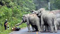 Kesal dengan Suara Knalpot, Kawanan Gajah 'Keroyok' Biker