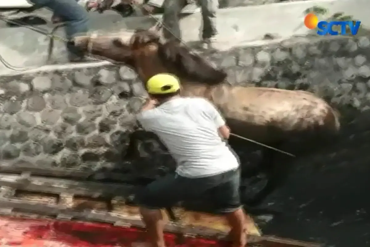 Diduga Karena Kaget, Seekor Kuda Terjun ke Selokan (TV)