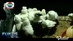 Berawal dari hobi memelihara ayam sejak kecil, seorang warga Sidoarjo mampu meraup untung jutaan rupiah.