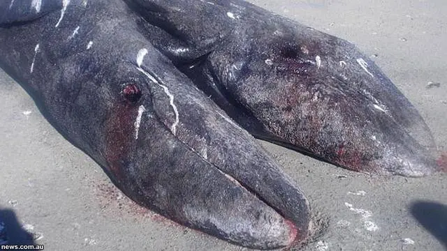 6 Temuan Langka Ikan Berkepala Dua, Aneh Tapi Nyata