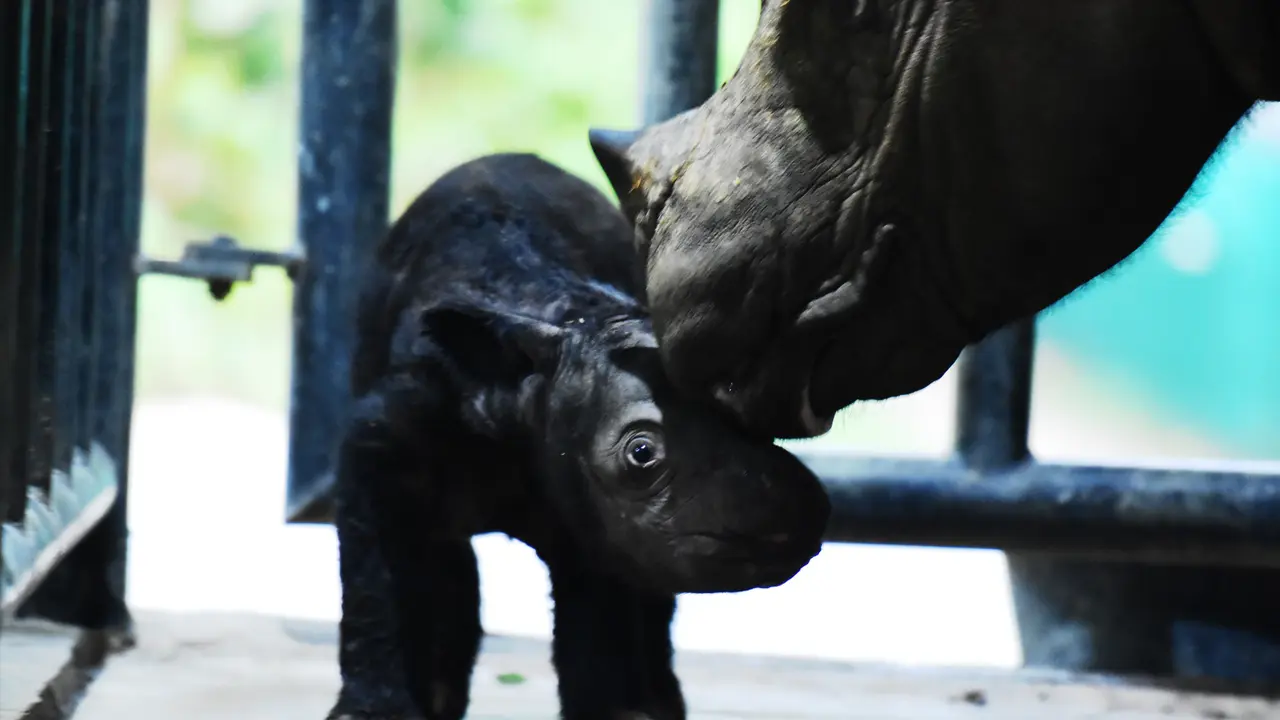 Indukan Badak Delilah dan anaknya yang di lahir pada Sabtu 25 November 2023. (Istimewa)