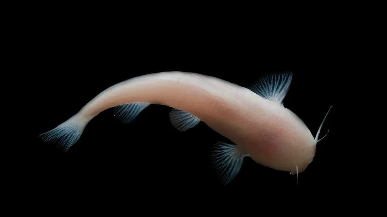 Ikan lele tanpa mata atau disebut Mexican blindcat