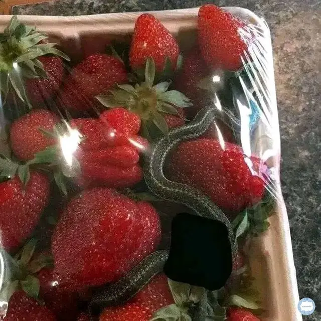 8 Potret Nyeleneh Waktu Beli Buah, Ada Ular di Kemasannya