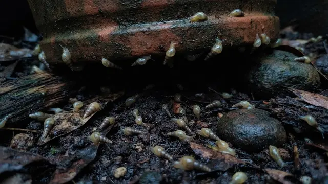 Bawah Pot Jadi Tempat yang Sering Menjadi Persembunyian Siput di Sekitar Pot