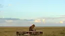 Seekor singa betina duduk di rambu jalan yang menghadap padang rumput di Taman Nasional Amboseli, Kenya, 21 Juni 2018. Taman nasional ini merupakan taman nasional paling populer kedua di Kenya setelah Cagar Nasional Maasai Mara. (AFP/TONY KARUMBA)