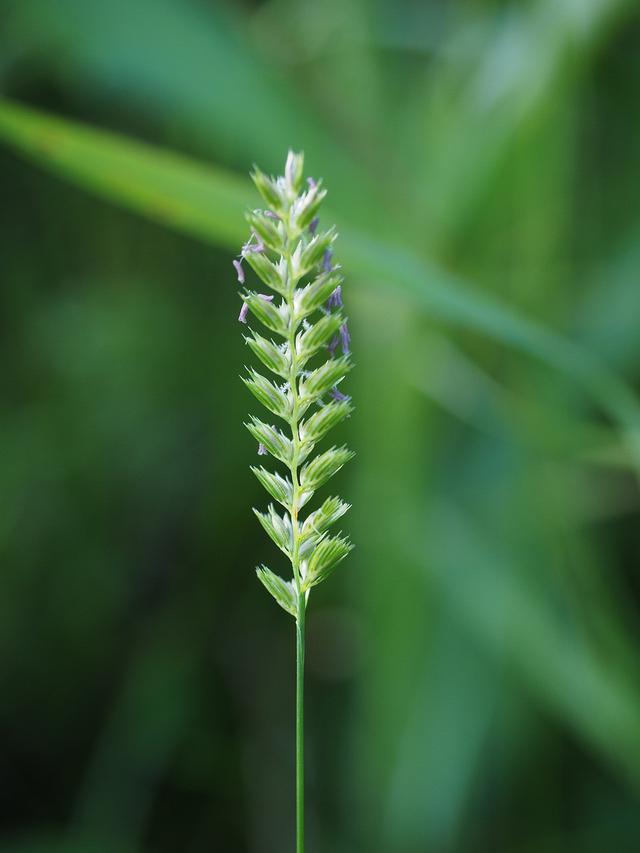 Sisir rumput atau blade of grass