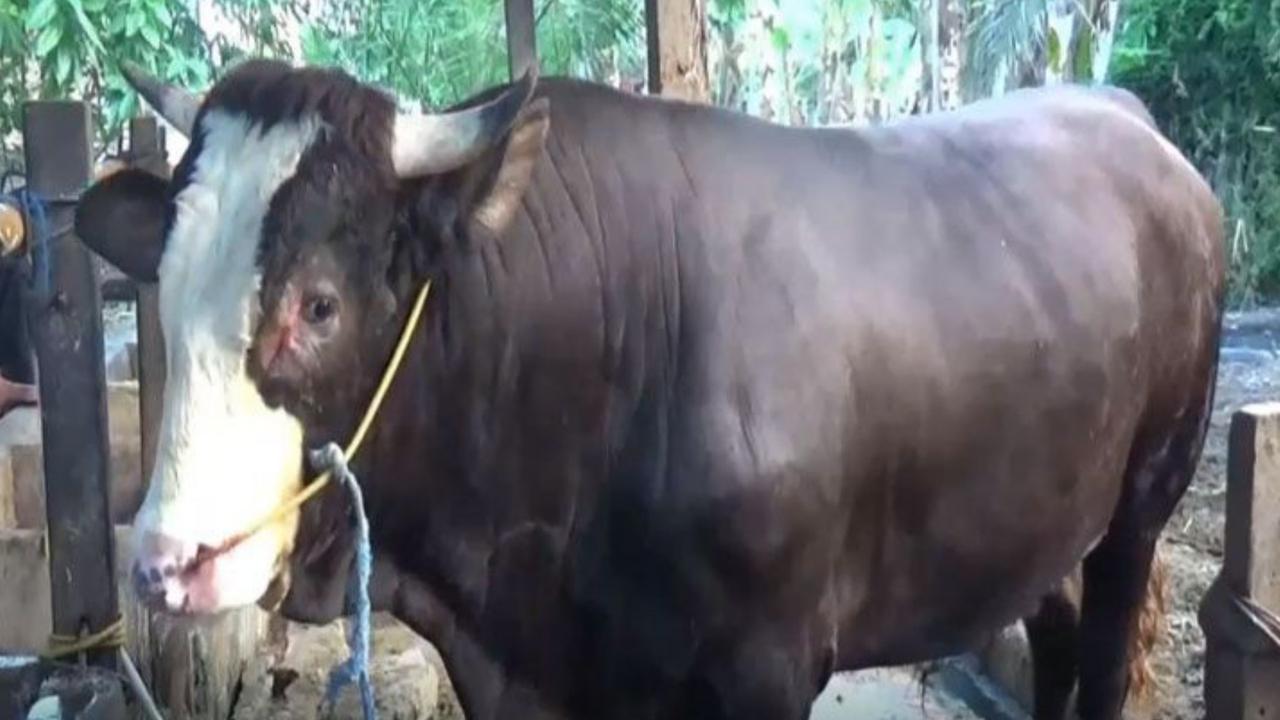 Sapi simental yang dibeli Jokowi di Sulawesi Barat (Fauzan/Liputan6.com)