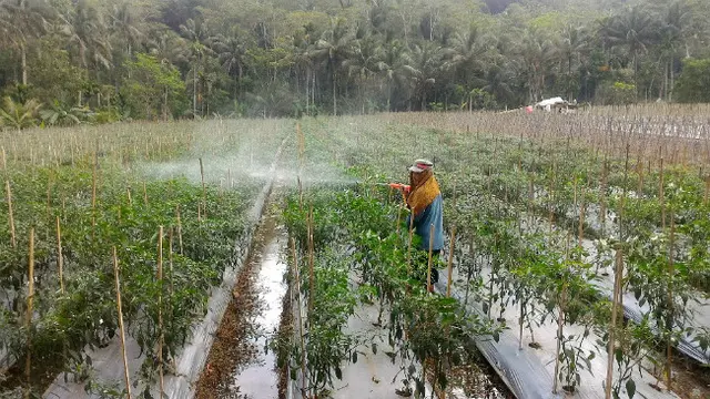 Cabai Murah di Purwokerto