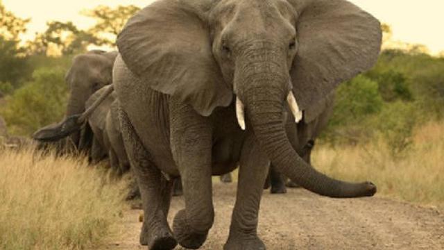 Ilustrasi Gajah (iStock)