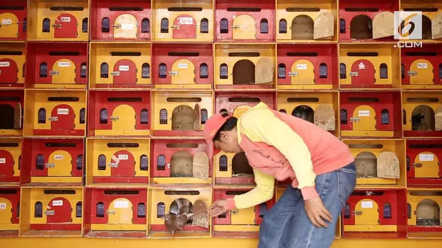 VIDEO: Unik, Kos-kosan untuk Burung Dara