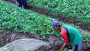 Petani menyemprotkan cairan pestisida di lahan pertanian bayam, kawasan Kota Tangerang, Jumat (27/11/2020). Badan Pusat Statistik mencatat upah nominal harian buruh tani nasional pada Oktober 2020 naik sebesar 0,09 persen dari Rp 55.719 menjadi Rp 55.766 per hari. (Liputan6.com/Angga Yuniar)